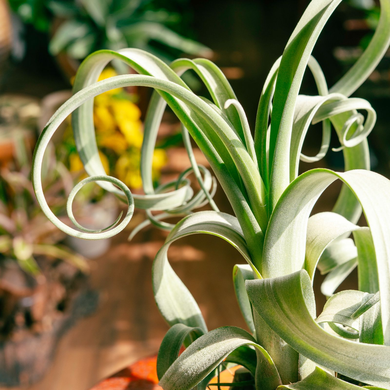 チランジア ロイテリ② (メルカリ便にてお届けします) 特大エアプランツ おまかせ3種類 エアープランツ チランジア