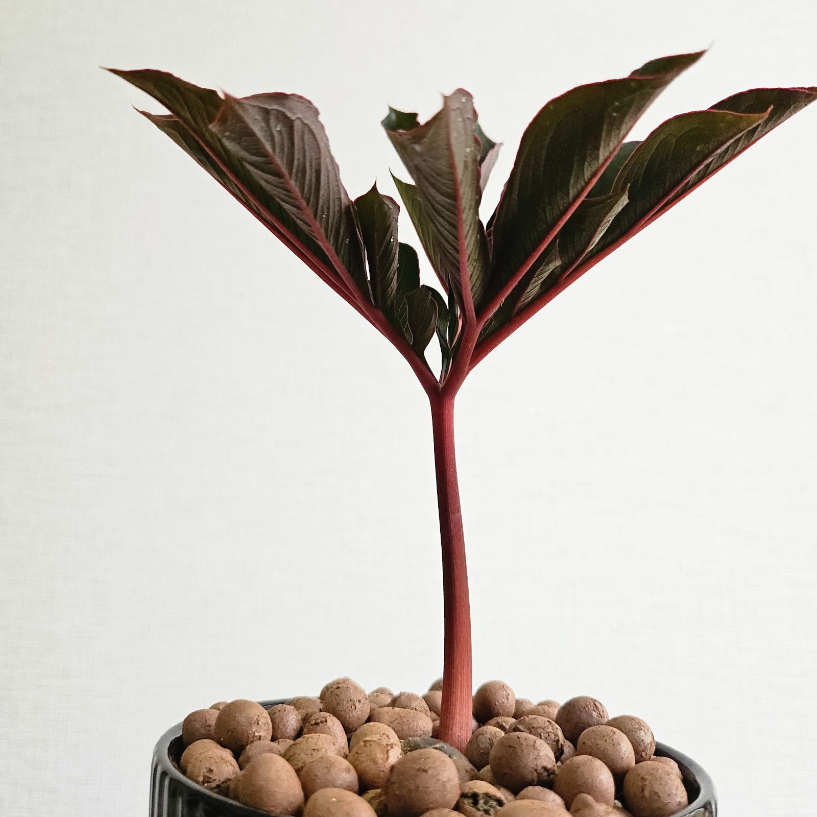 kao♡様】専用ページ