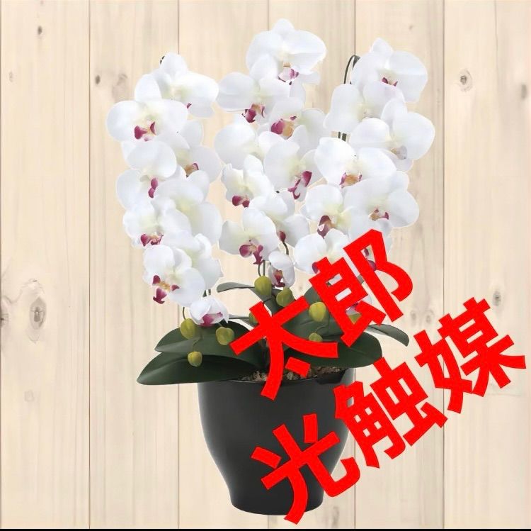 ぱ*ち様 【種子】50粒 パキポディウム アンボンゲンセ 【公式通販】