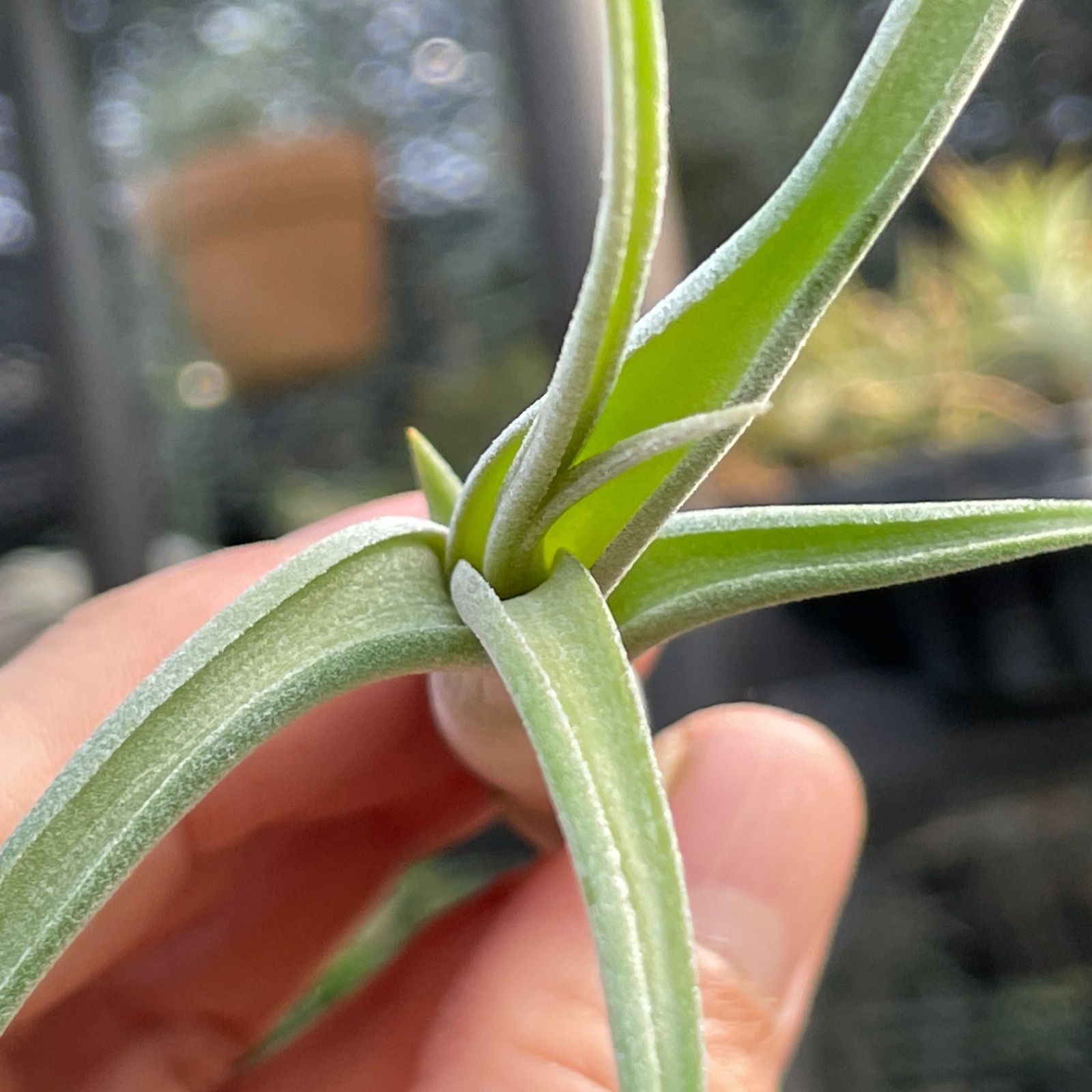 チランジア インターメディア Tillandsia intermedia＊エアプランツ