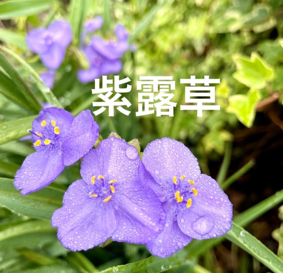 むらさきつゆくさ 紫露草 1ポット抜き苗（4〜5苗入り） - メルカリ