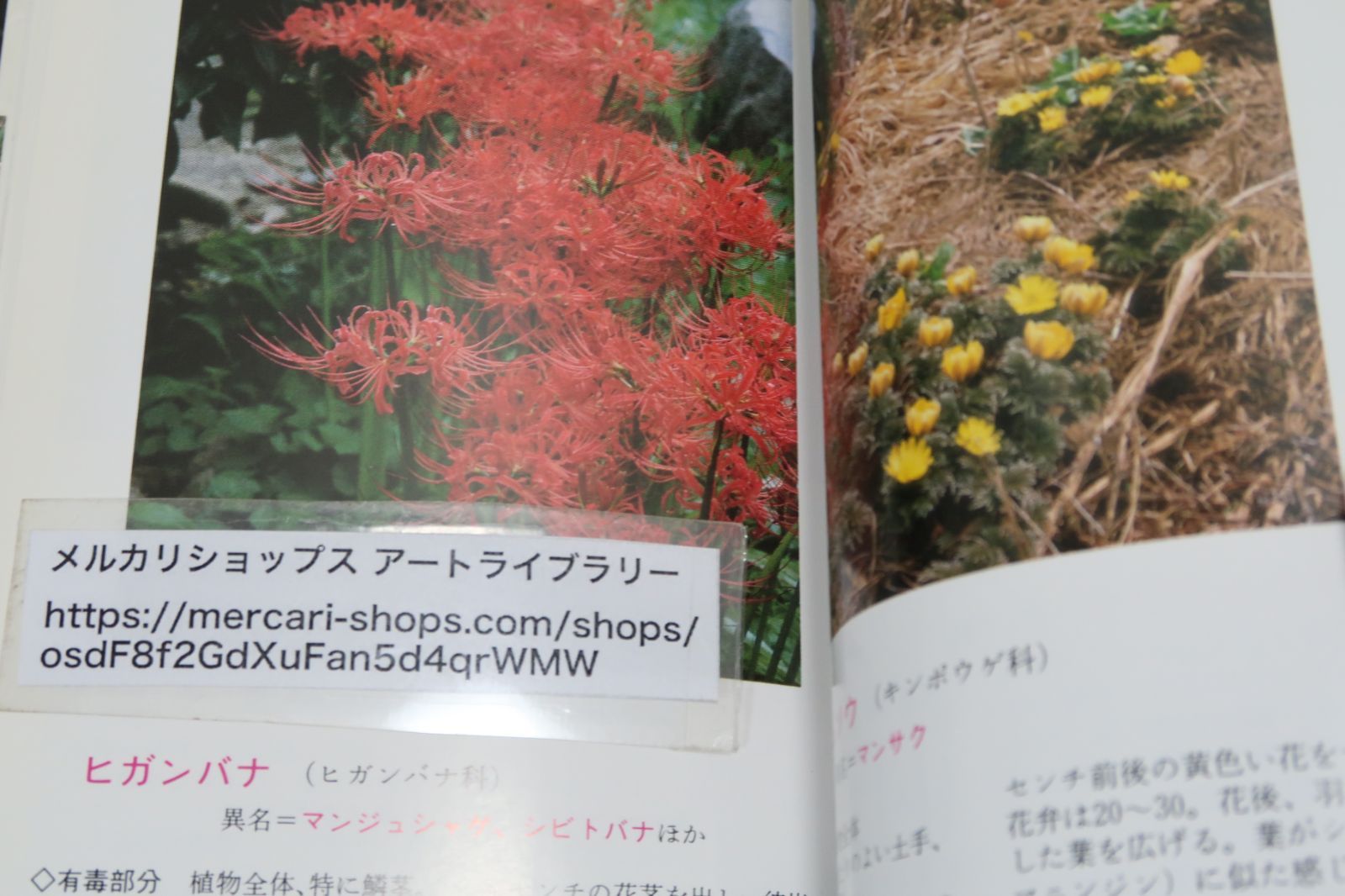 【中古】 岩手の山菜百科/岩手日報社/薊舎 岩手日報社の本2冊/岩手のスミレ・片山千賀志・伊藤正逸/岩手の