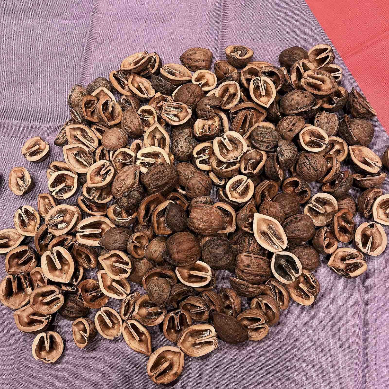 鬼クルミ オニグルミ 殻付き 1kg - チャレンジオーチャード信州クルミ農園