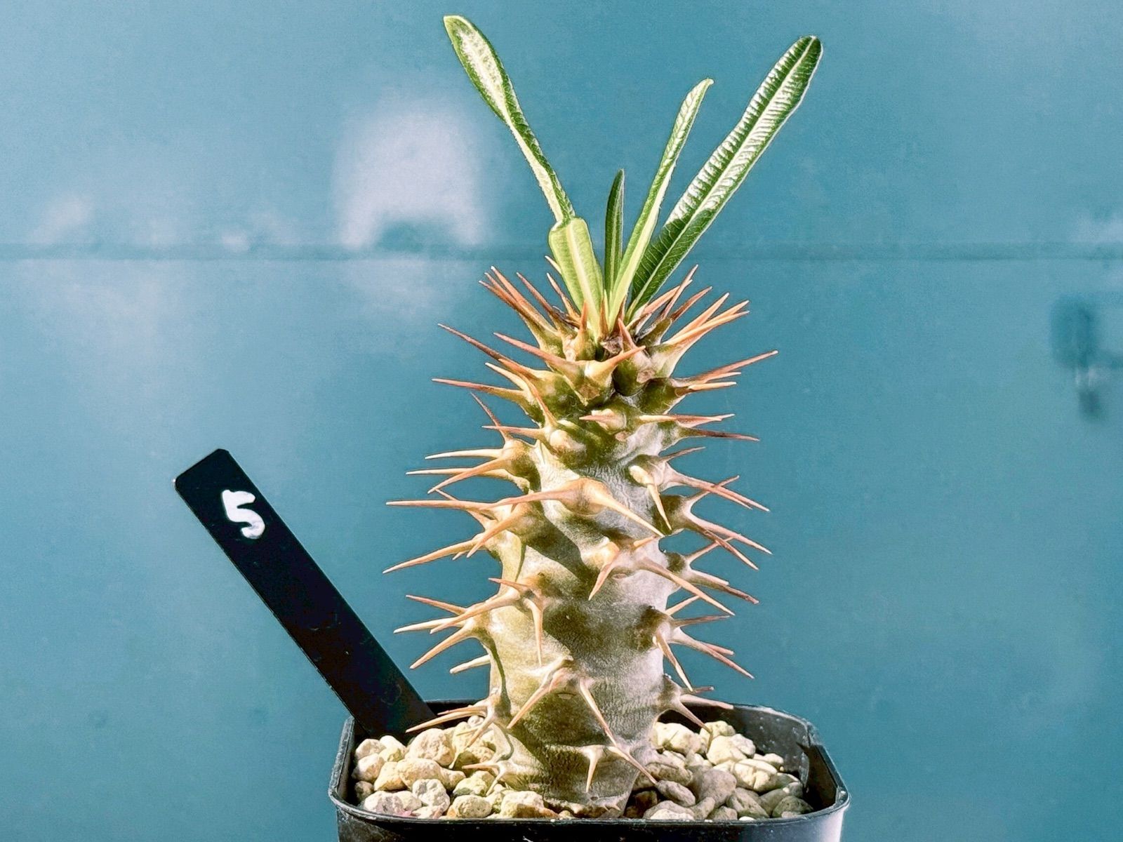 ナンタケットバスケット 6インチオペラ マンモスプレート ポシェット