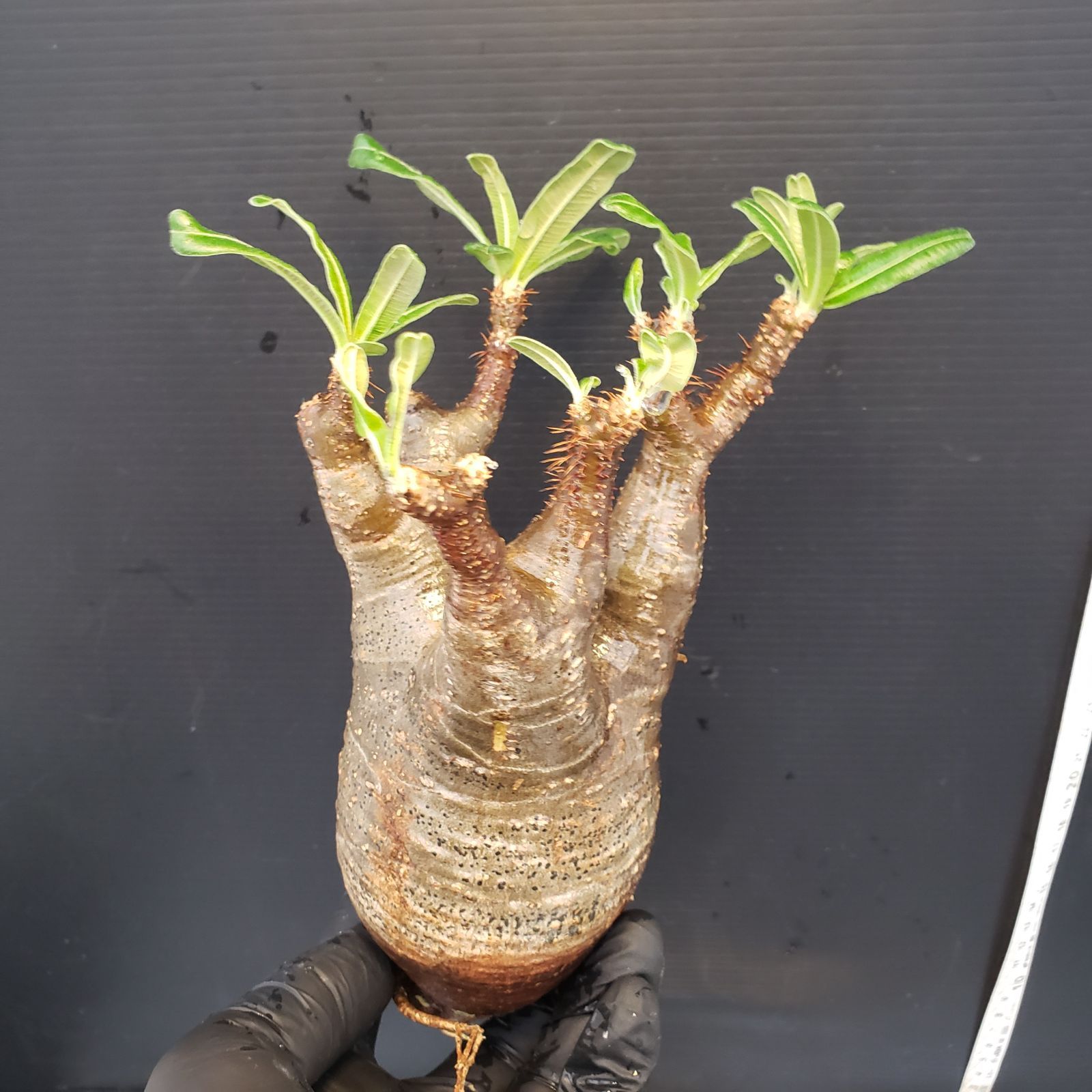 ノ4227 「塊根植物」パキポディウム グラキリス S～MS 抜き苗