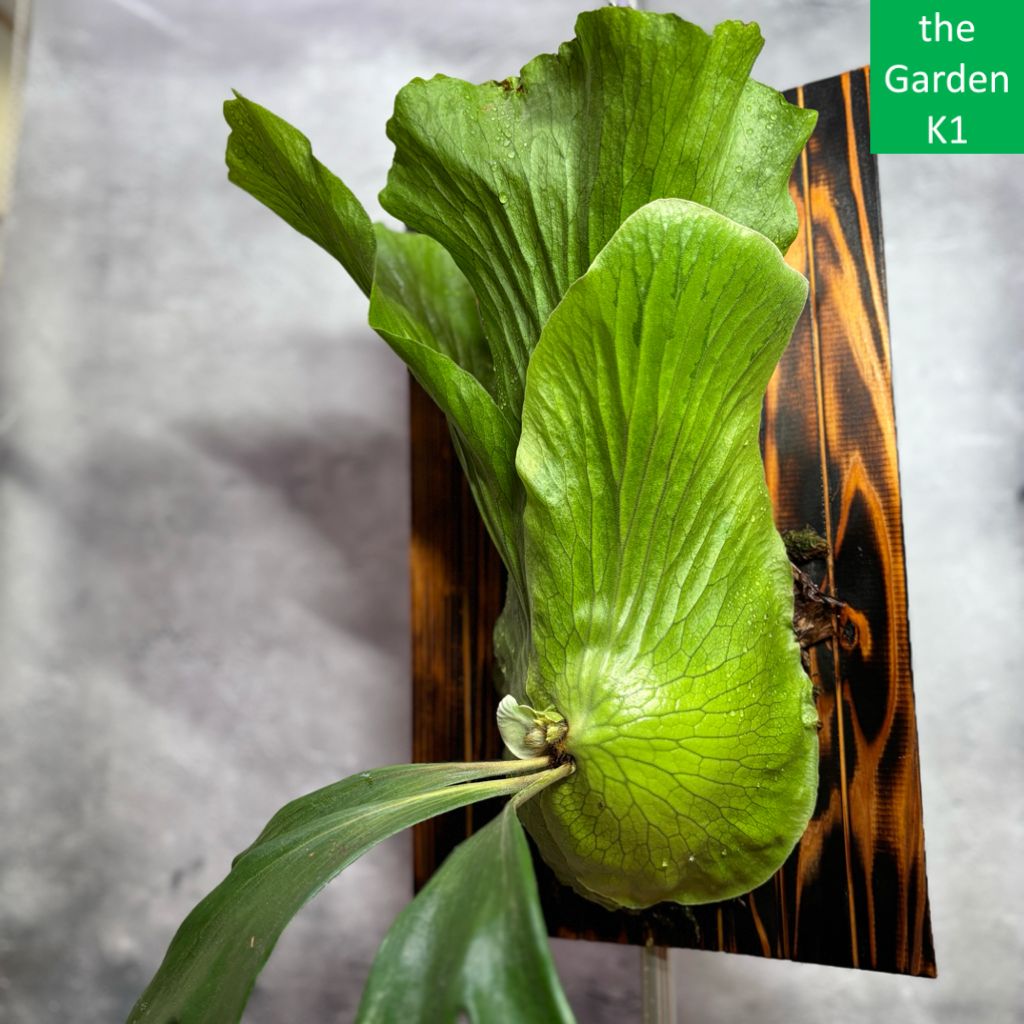 板付 コウモリラン