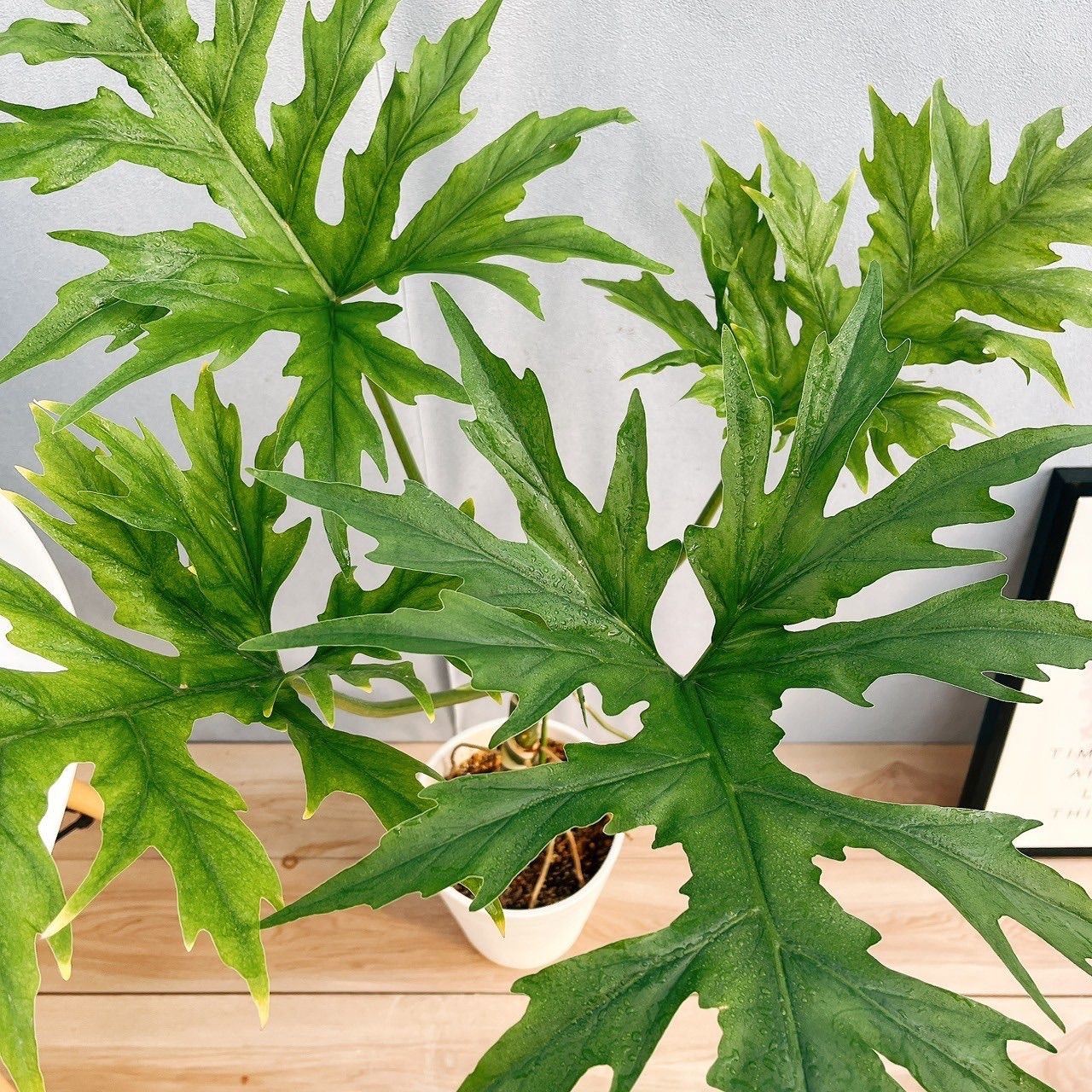 在庫］【希少】☆珍しい☆ フィロデンドロン ワルセウィッチー 8号