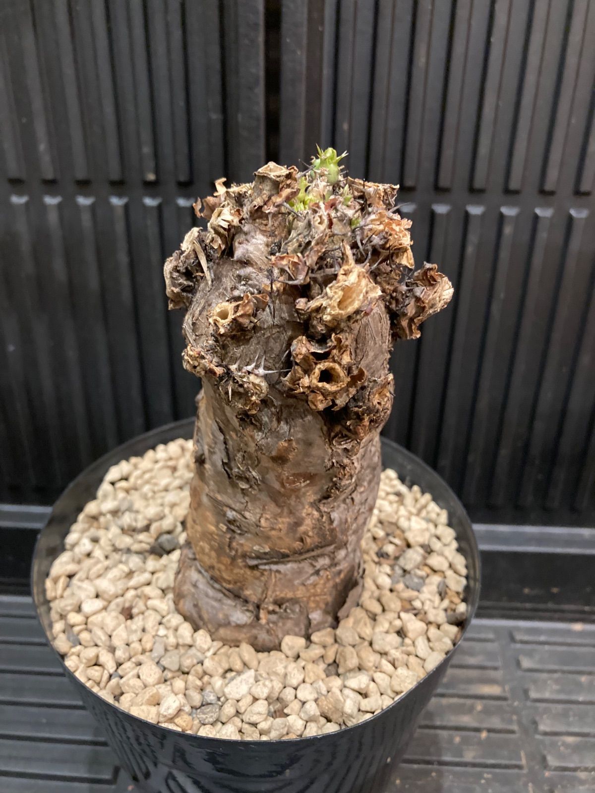 ま*る様 EM29 ユーフォルビア ムランジーナ 現地球 緑葉有り Lサイズ 大 ま*る様 EM29 ユーフォルビア ムランジーナ 現地球 緑葉有り L