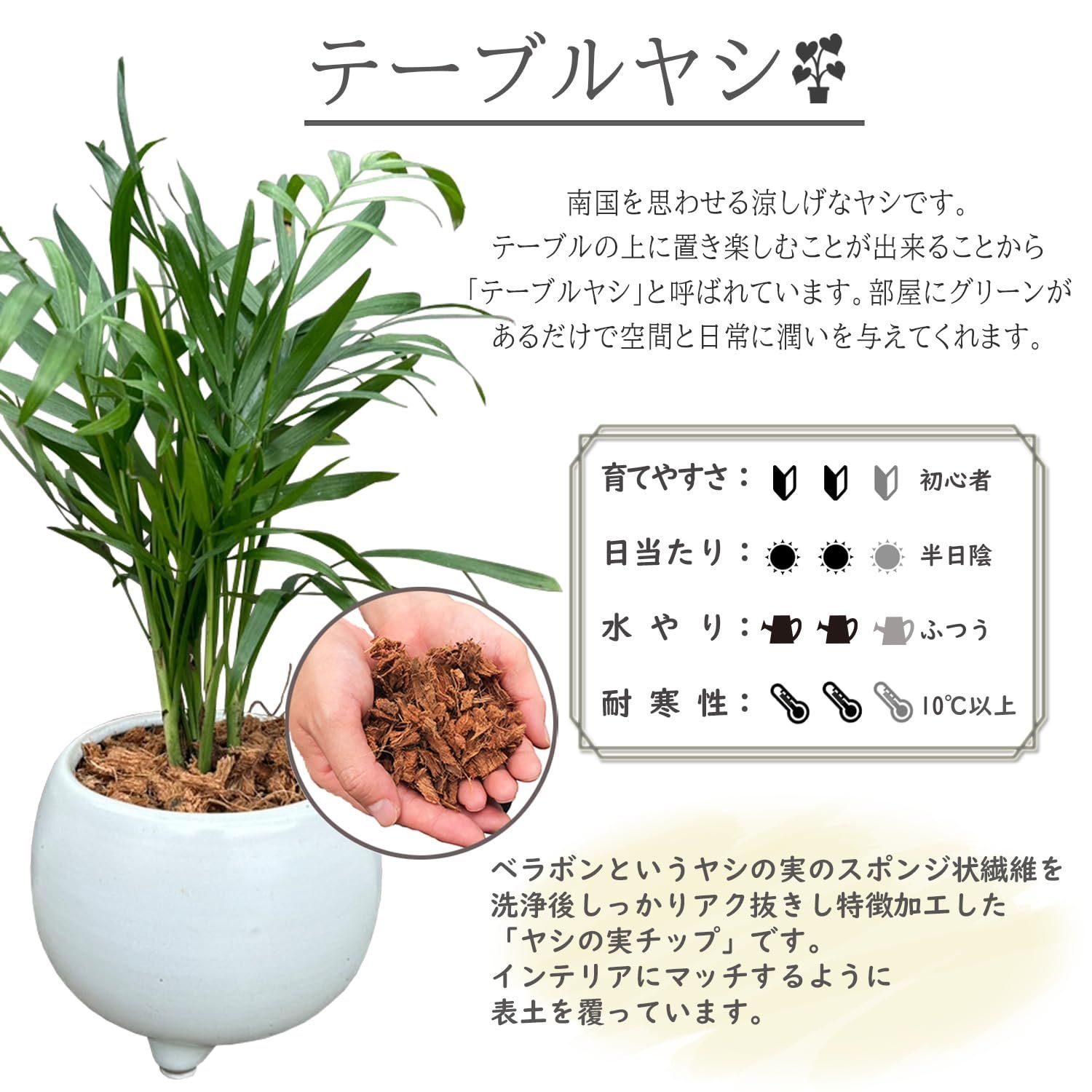 植物