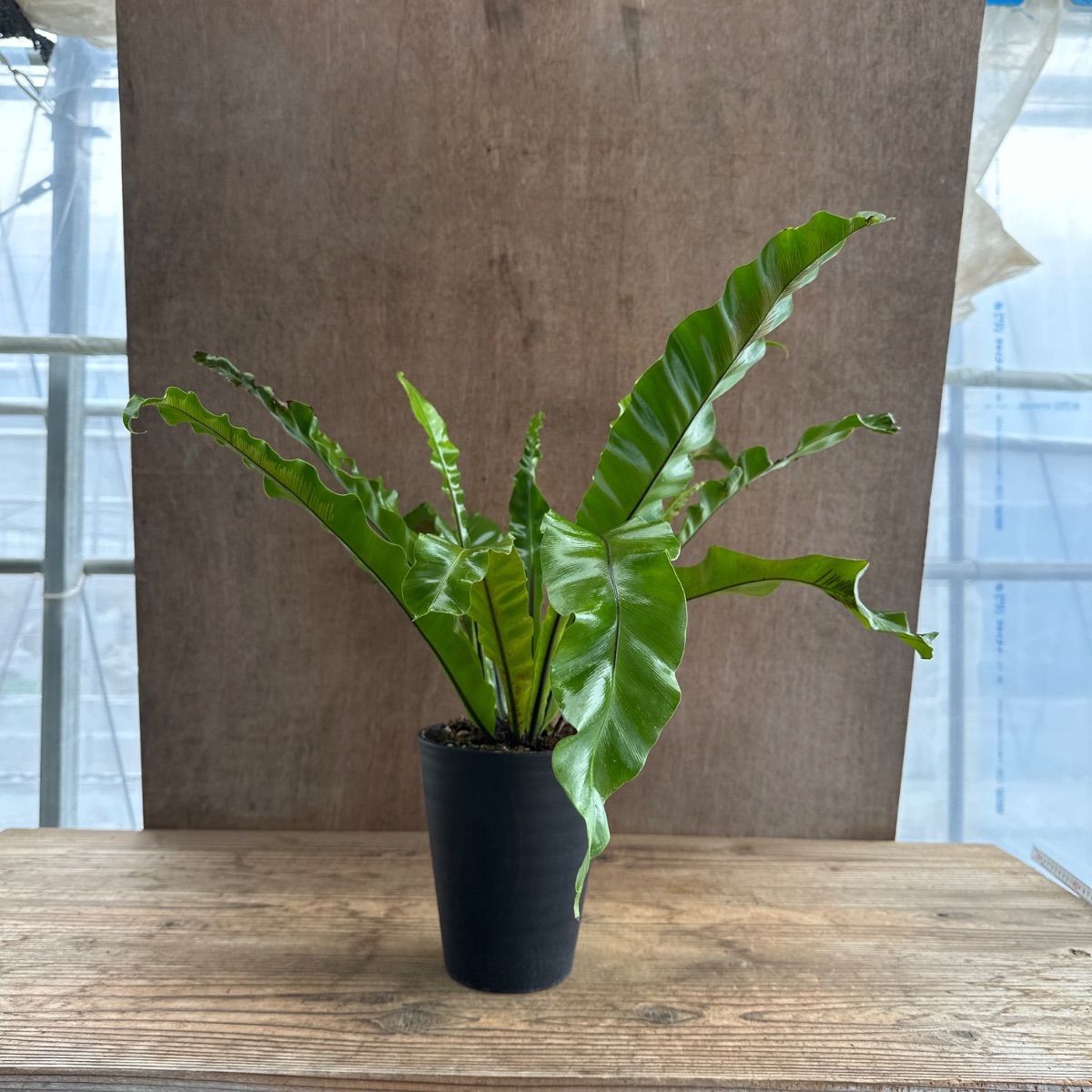 アスプレニウム N. プリカツム ユニコーン ① 現品 Asplenium