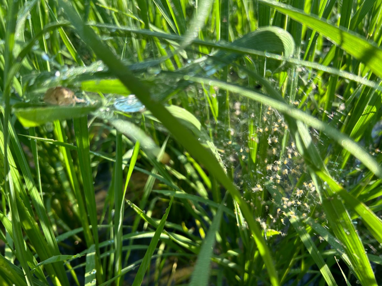 令和6年度産／クリムソンクローバー・有機栽培コシヒカリ／5kg／【希望  