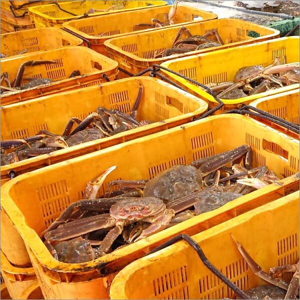 新作の新商品続々！ カニ ズワイガニ 1尾 姿 1100g×1尾 ボイル済み 冷凍 かに 蟹 ずわい蟹 ズワイ蟹 カニみそ ボイル ギフト 贈り物 お祝い 内祝い プレゼント ご家庭用 お歳暮 年越し 年末年始 お正月 北海道 グルメ お取り寄せ