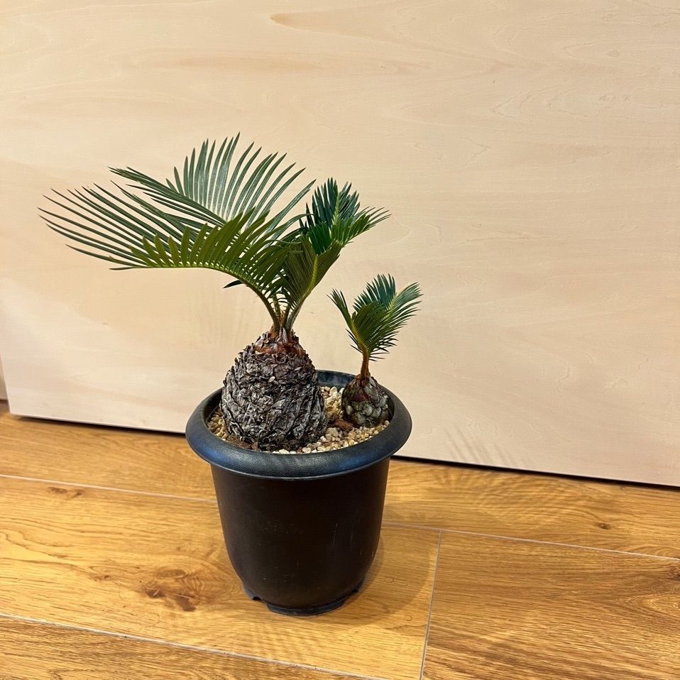 蘇轍　ソテツ　　ダブルヘッド Yahoo!オークション - 常緑樹 大人気 ソテツ ダブルヘッド 蘇鉄 2m位