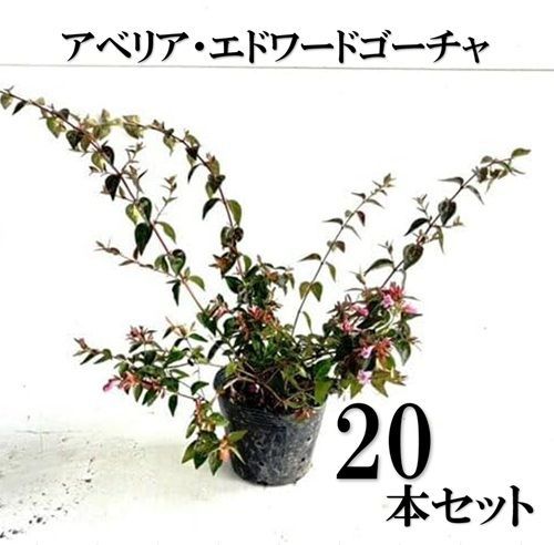 20本セット アベリア エドワードゴーチャ樹高0.2m前後12cmポット