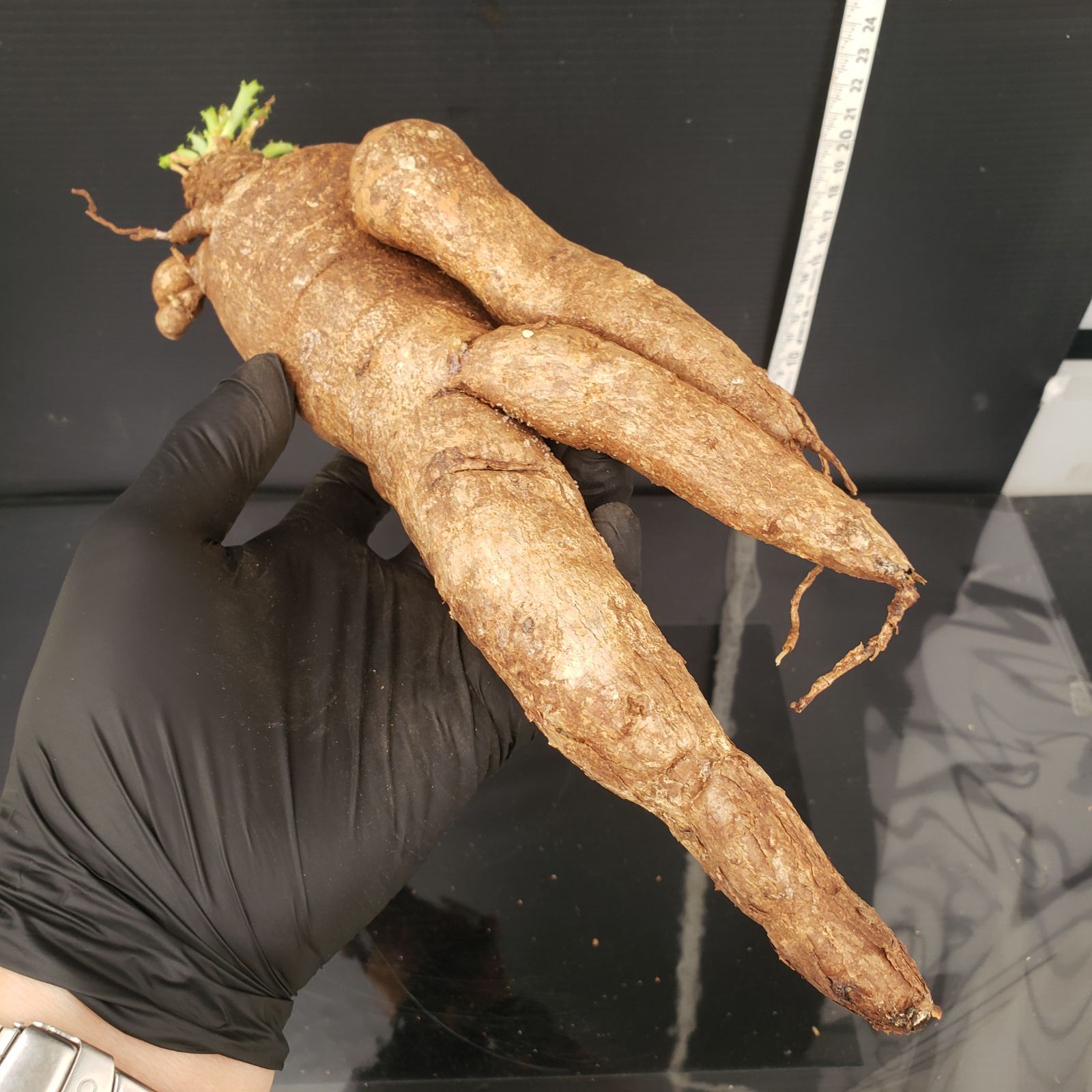 P229【最新到着】Euphoria ブルアナ(MS)(現地球・抜き苗 P229【最新到着】Euphoria ブルアナ(MS)(現地球・抜き苗