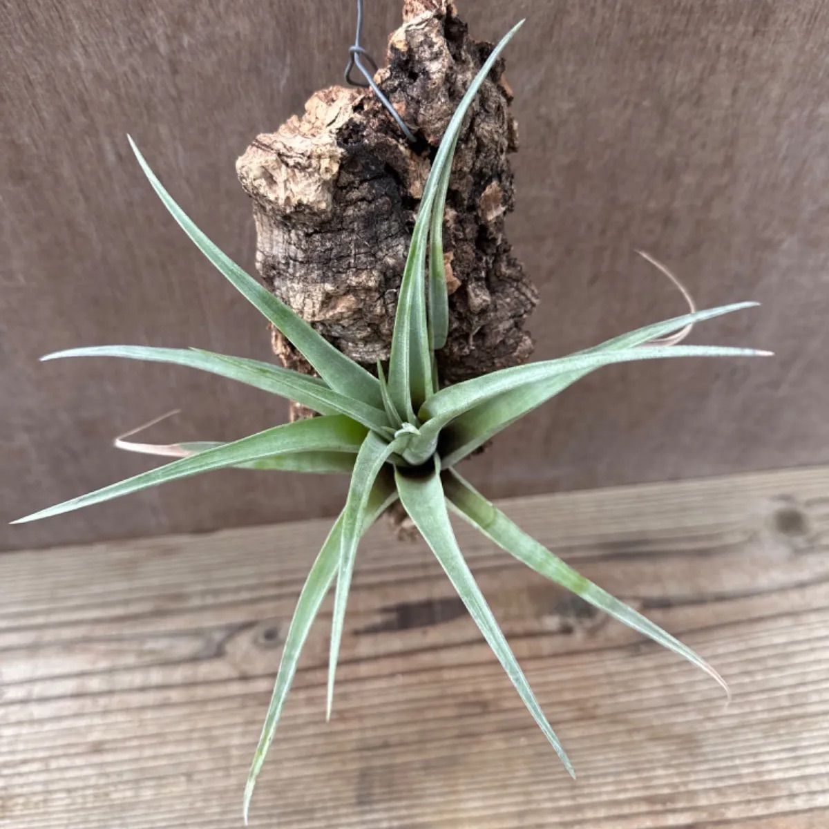 チランジア フレクスオーサ  Tillandsia flexuosa ティランジア エアプランツ エアープランツ 現品 観葉植物 観葉 植物 珍奇植物 珍奇 珍しい レア 希少 ハンギング 吊るす 吊り下げ インテリア プレゼント おしゃれ かわいい グリーン