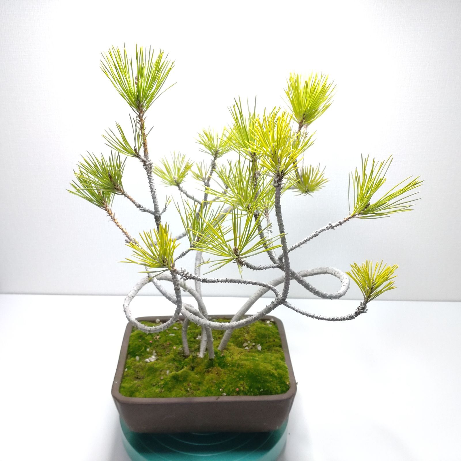 常緑樹黒松（クロマツ）盆栽 G001