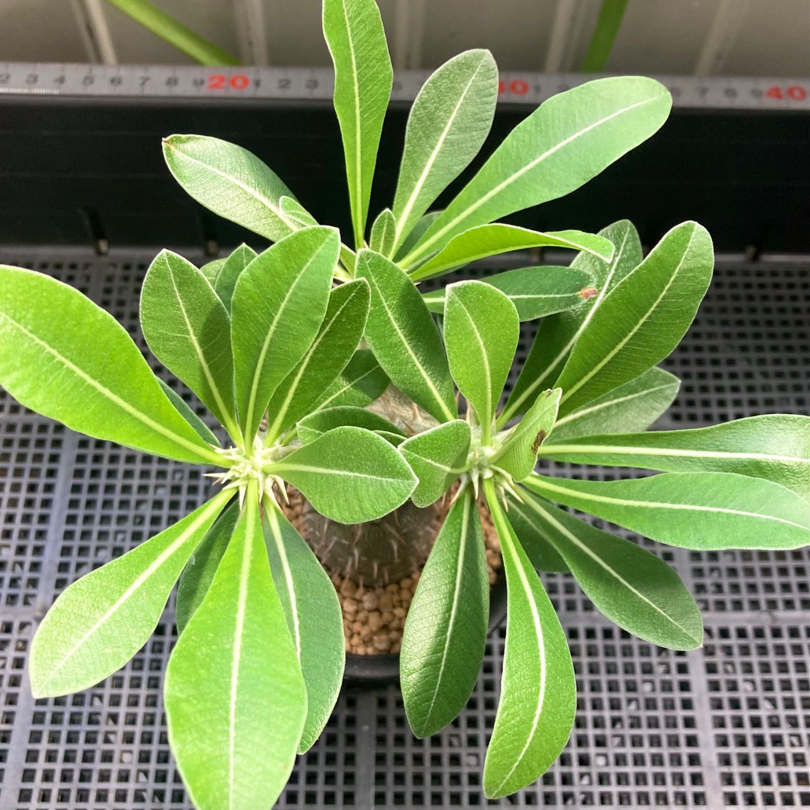 塊根植物 パキポディウム 伊藤ハイブリッド - メルカリ