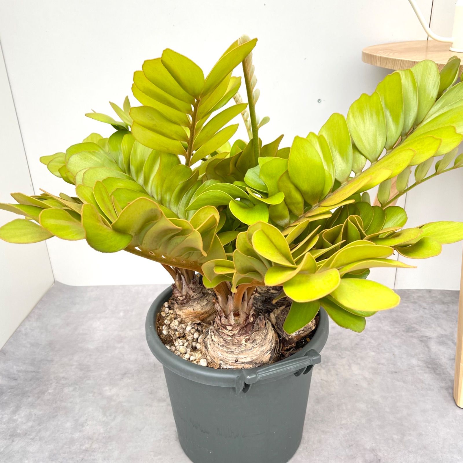 ザミア メキシコソテツ 3頭 1本もの 在庫 処分 セール