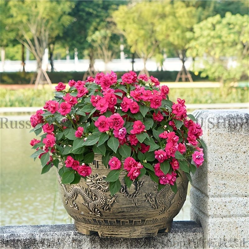 多肉植物（ゆきんこさん苗）銀天女×ラウリンゼ 4cmポット苗 多肉植物