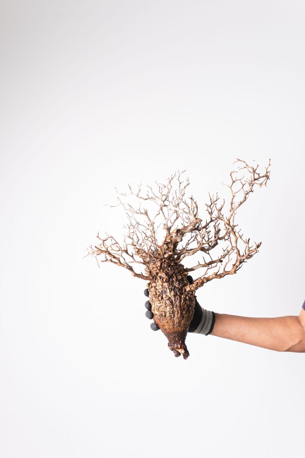 MP246 オペルクリカリア パキプス コーデックス ベアルート株