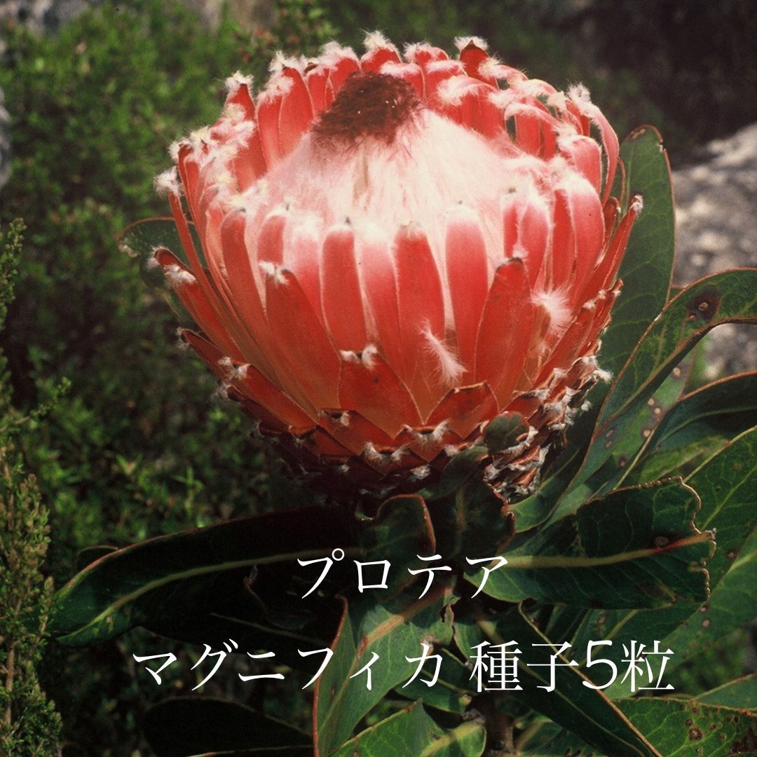 ☆大感謝セール】 プロテア・ロリフォリア(Protea lorifolia）の種子 - tokyo-bunka.com