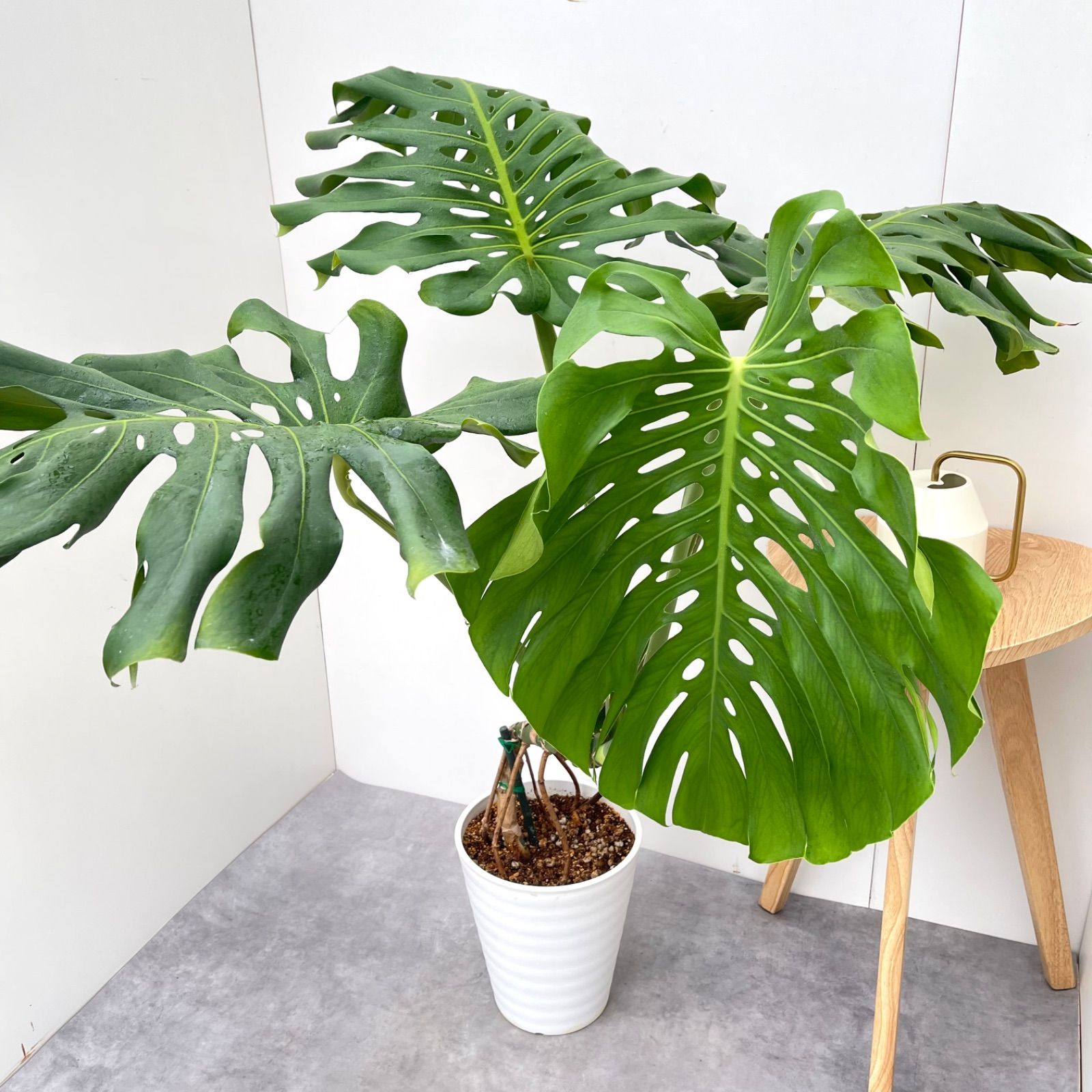 モンステラ デリシオサ 14【現品】観葉植物 幹上がり 室内 大型