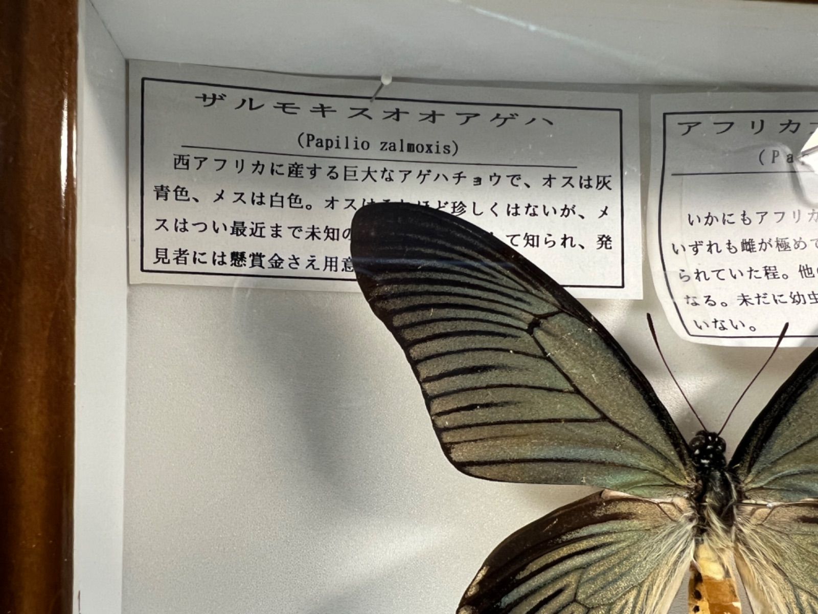 ザルモキスオオアゲハ 蝶 標本 藤本標本箱 - メルカリ