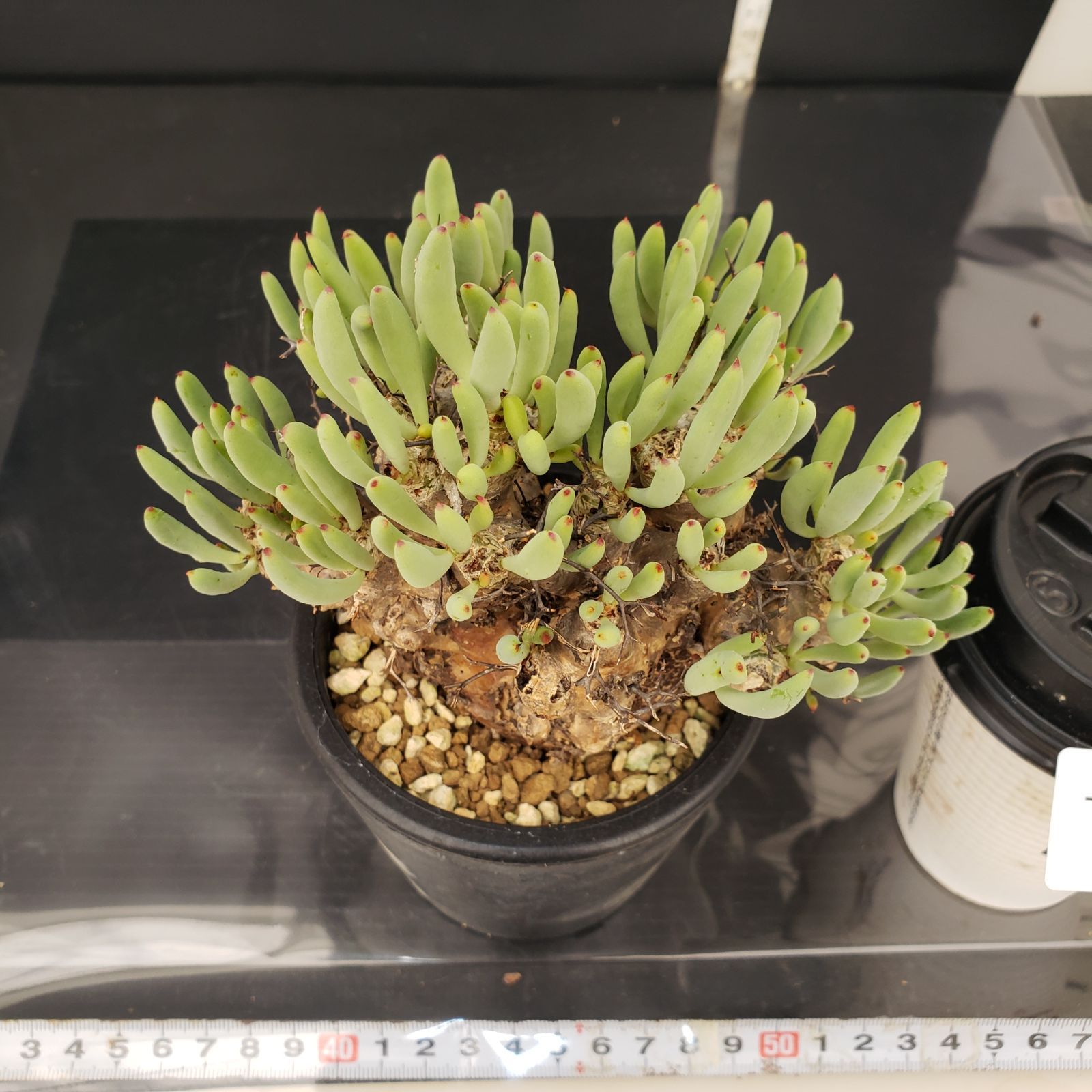 塊根植物】 万物想 チレコドン レスキュラーツス 発根済み 現地球