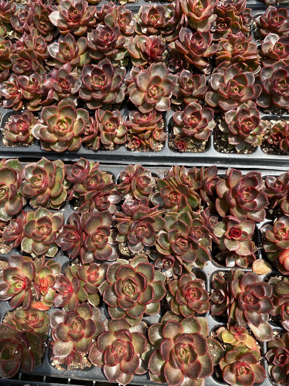 ZM1683×50 レッドライト 抜き苗 多肉植物 アエオニウム エケベリア 韓国苗