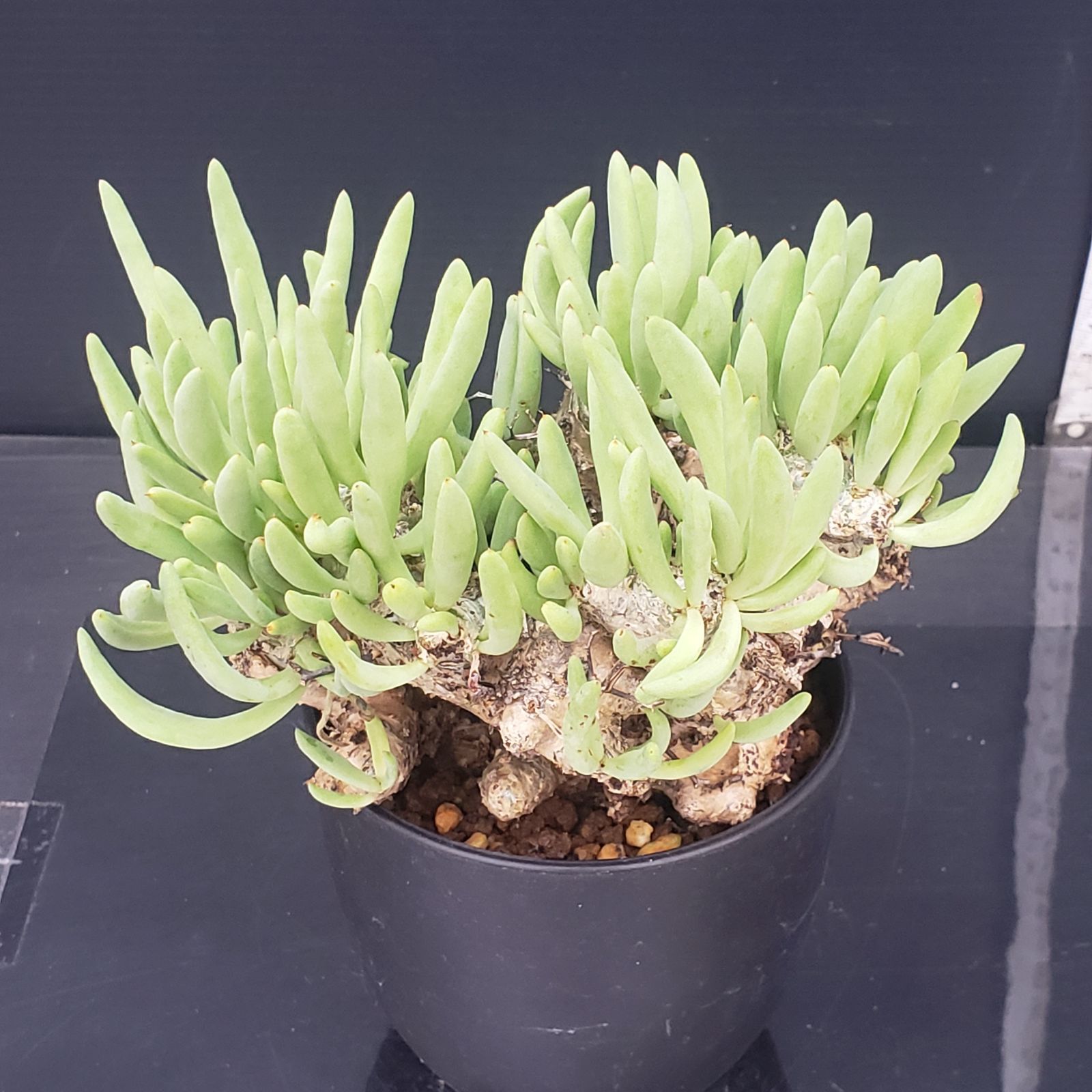 実生塊根！　万物想　チレコドン　多肉植物　塊根植物　レティキュラータス 万物想 輸入球 A2844☆チレコドン レティキュラーツス 多肉植物
