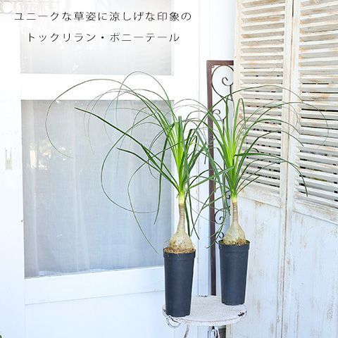 観葉植物 トックリラン ノリナ ポニーテール 4号ロングポット おしゃれ