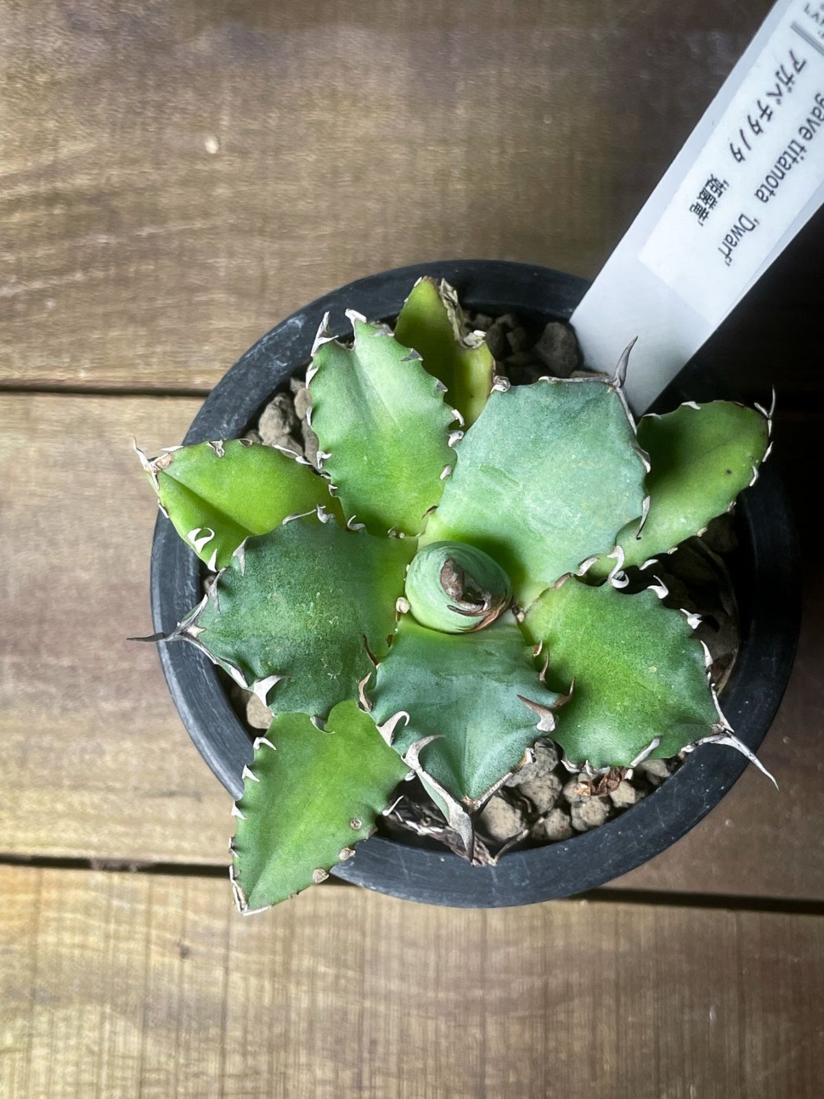 アガベ チタノタ 姫厳竜 / Agave titanota 'Dwarf' 通常価格 - メルカリ