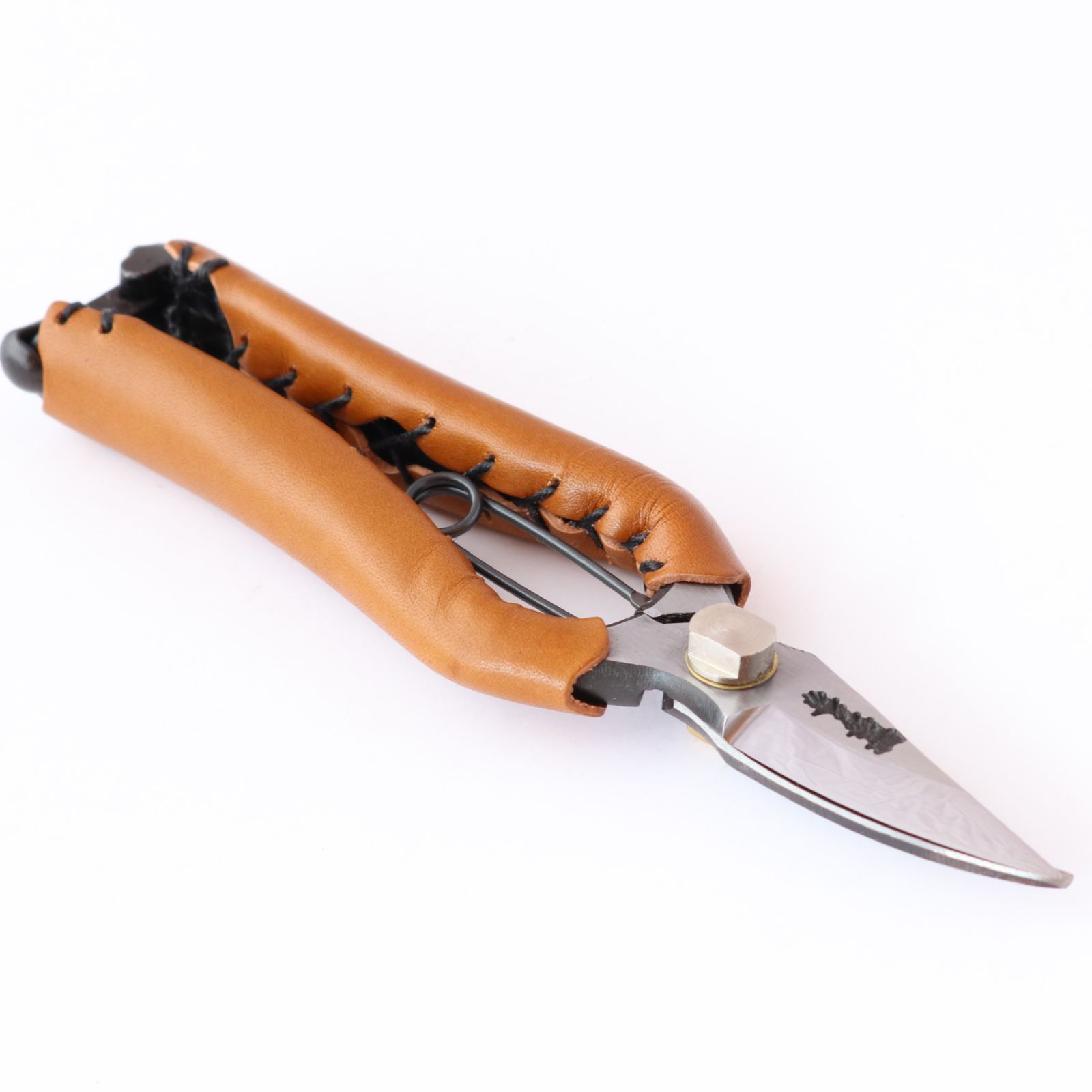 ブラヘア アルマータ （樹高:約70cm）Sep05 ブラヘア アルマータ （樹高:約70cm）Sep05 ブラヘア アルマータ