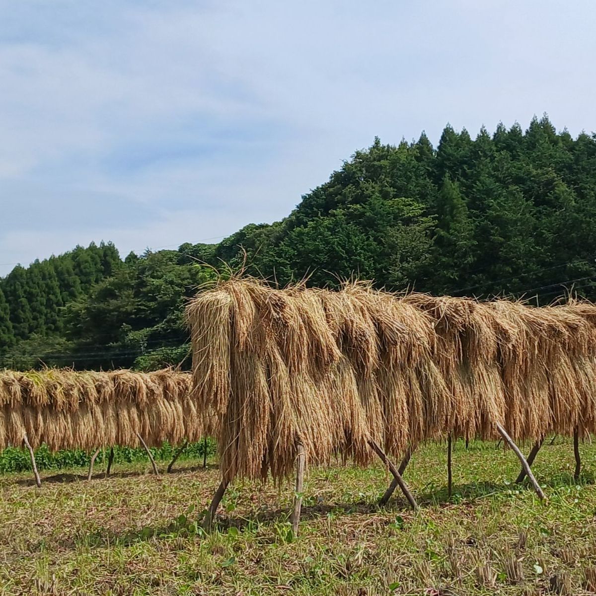 令和7年産 玄米 コシヒカリ 10kg 農薬不使用 化学肥料不使用 れんげ米