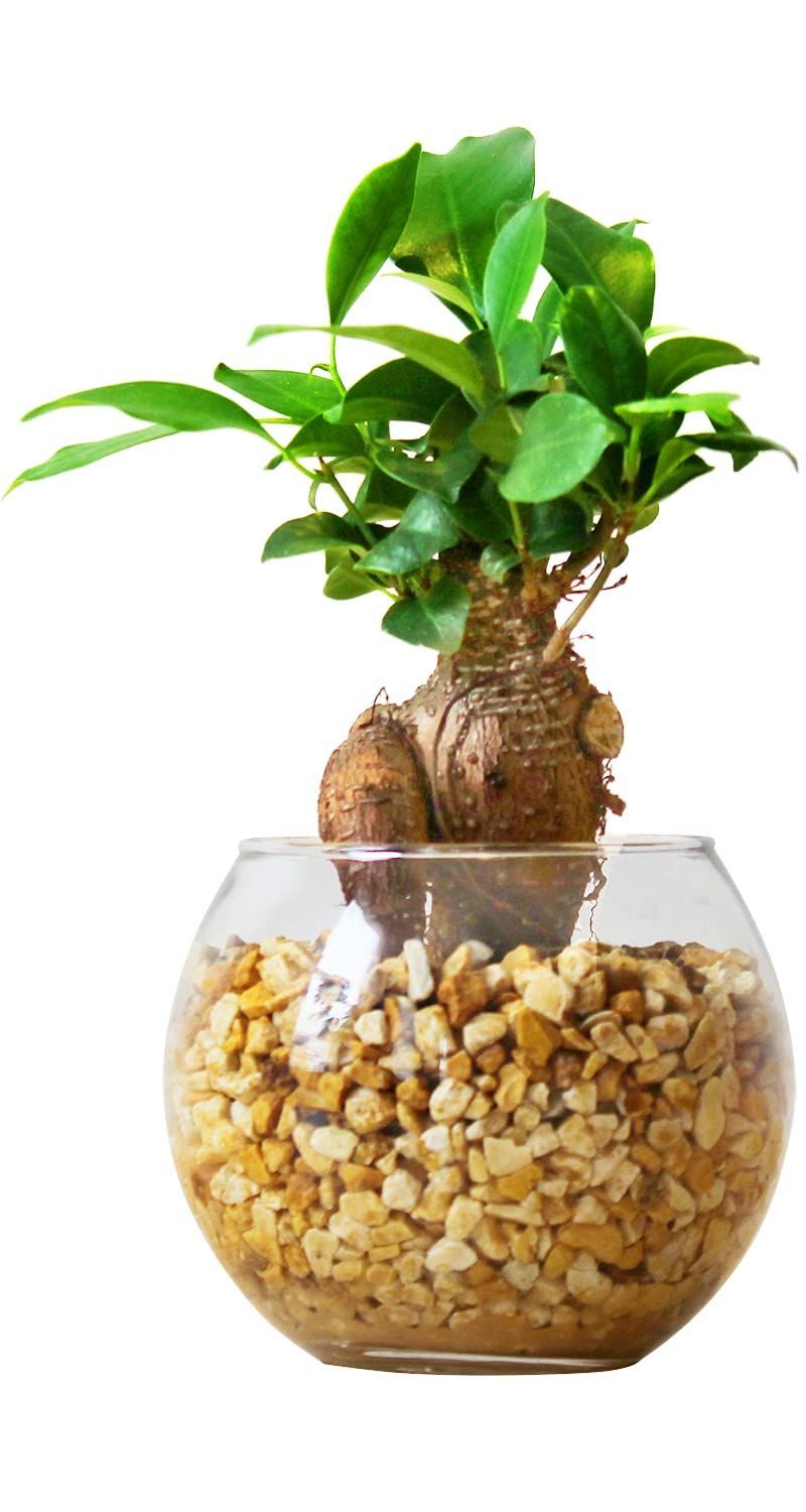 鉢 13号 盆栽鉢」の人気商品一覧 | 安い商品を通販サイトから探す