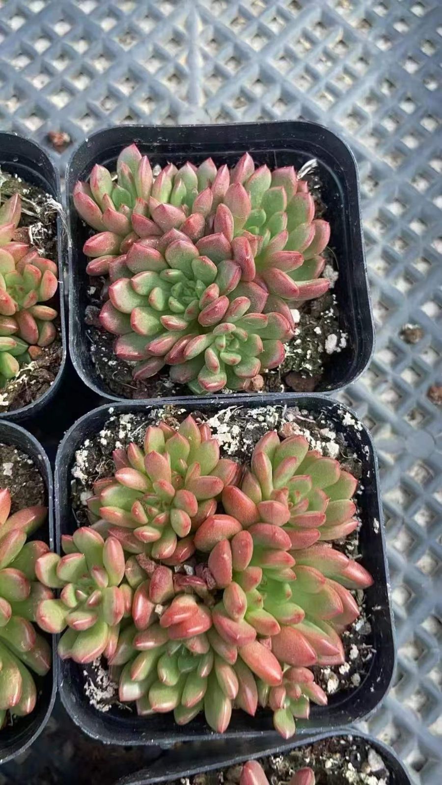 抜き苗 多肉植物