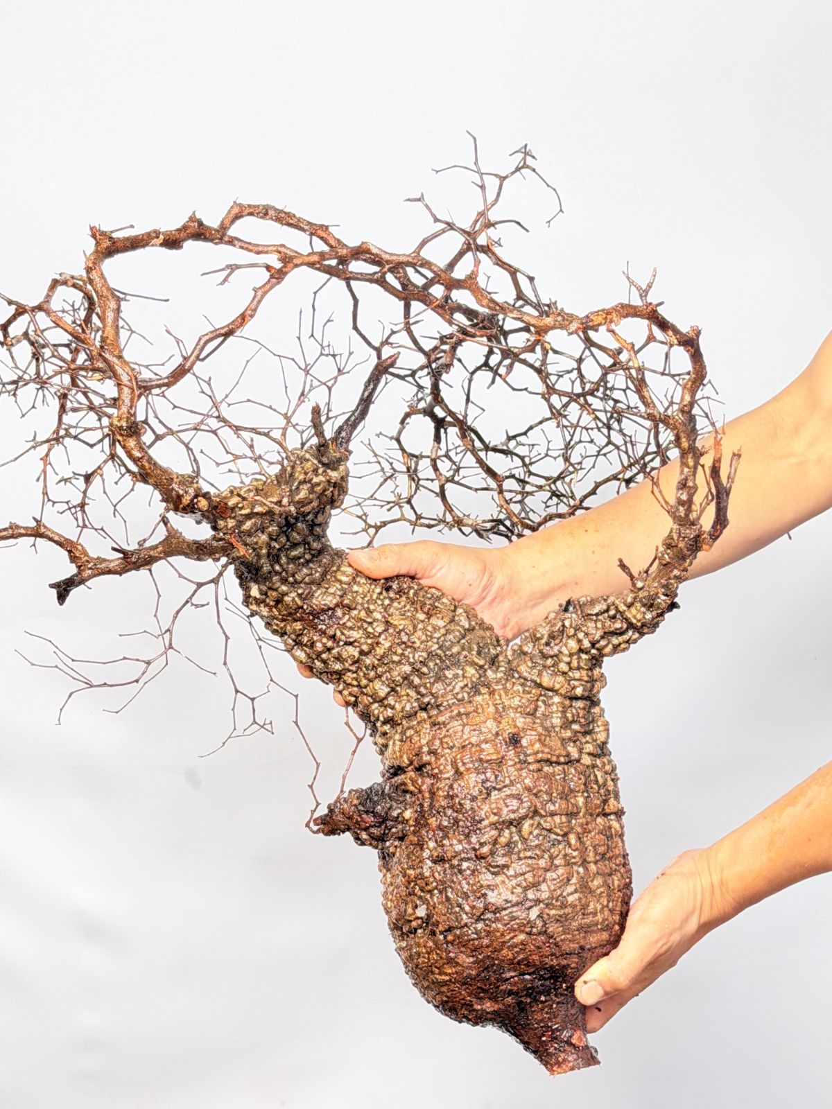 A161 Maison de Madagascar オペルクリカリア パキプス ベアルート株 マダガスカル選抜 Operculicarya pachypus パキプス コーデックス