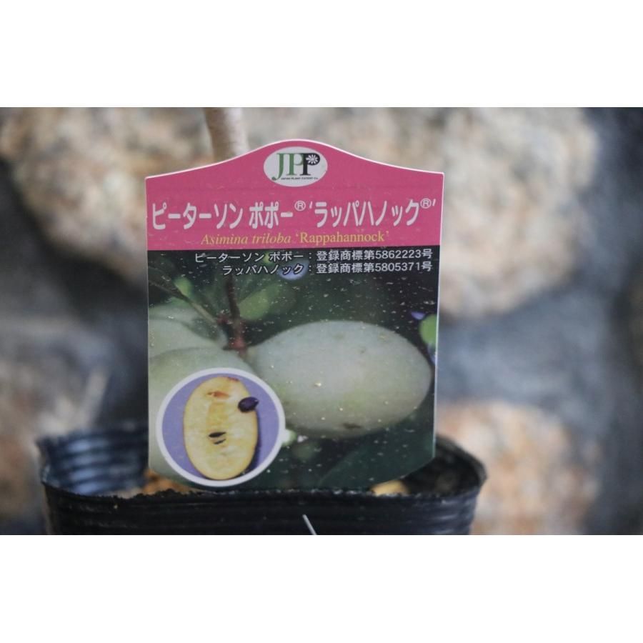 オリーブの木 レア品種 ペンドリノ オリーブの木 souju 「ペンドリーノ