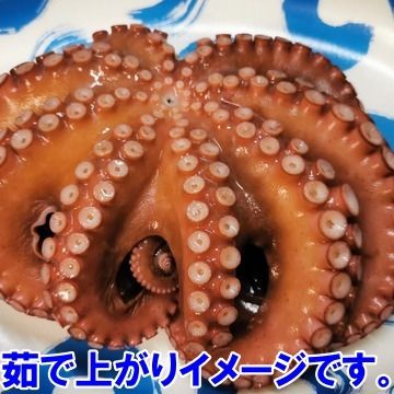 旨い マダコ 「真蛸　中小サイズで４ｋｇ（約6-8杯）」 宮城県産 活〆発送。漁師直送！朝獲り発送です。活締め 真蛸刺身 刺し身 タコ唐揚げ 漁師直送 たこやき タコ焼きに！ 活マダコ 活真蛸　活締真蛸 活締めマダコ 活〆真蛸 活〆マダコ【80】