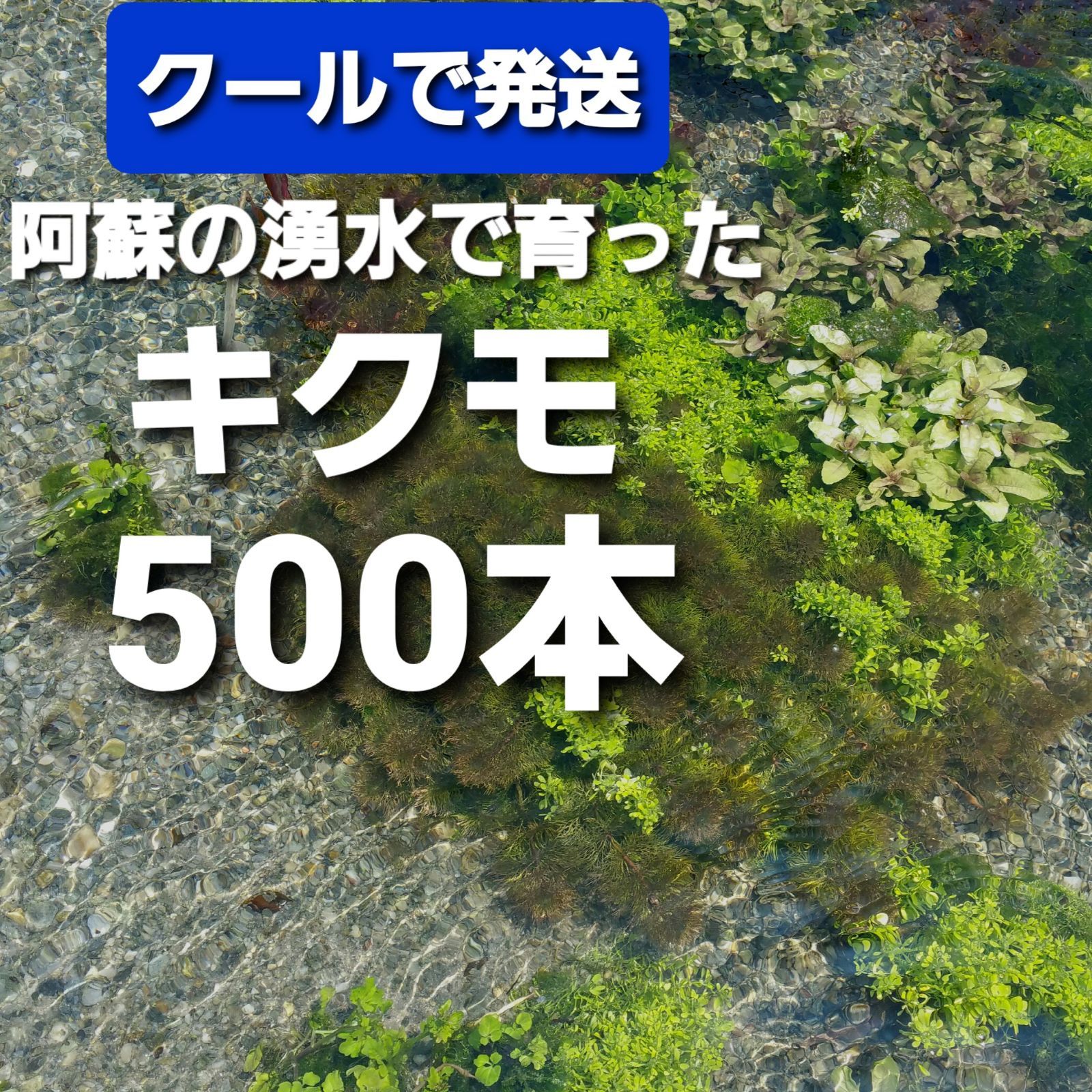クールで発送 500本以上 阿蘇の湧水で育った水草 天然アナカリス 100本