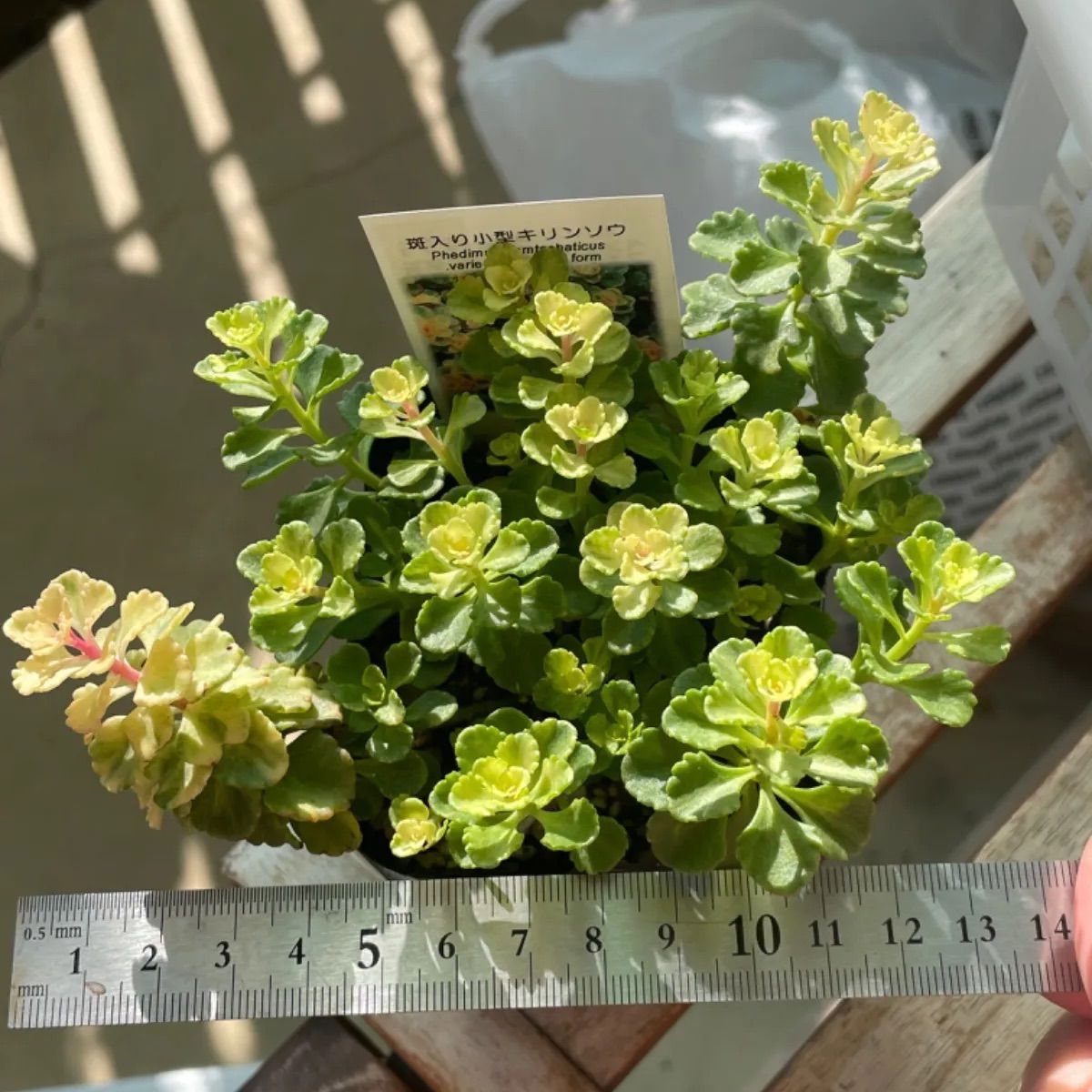 斑入り小型キリンソウ　2ポット　※ゆうパケットプラス発送 斑入り小型キリンソウ 2ポット ※ゆうパケットプラス発送 斑入り小型
