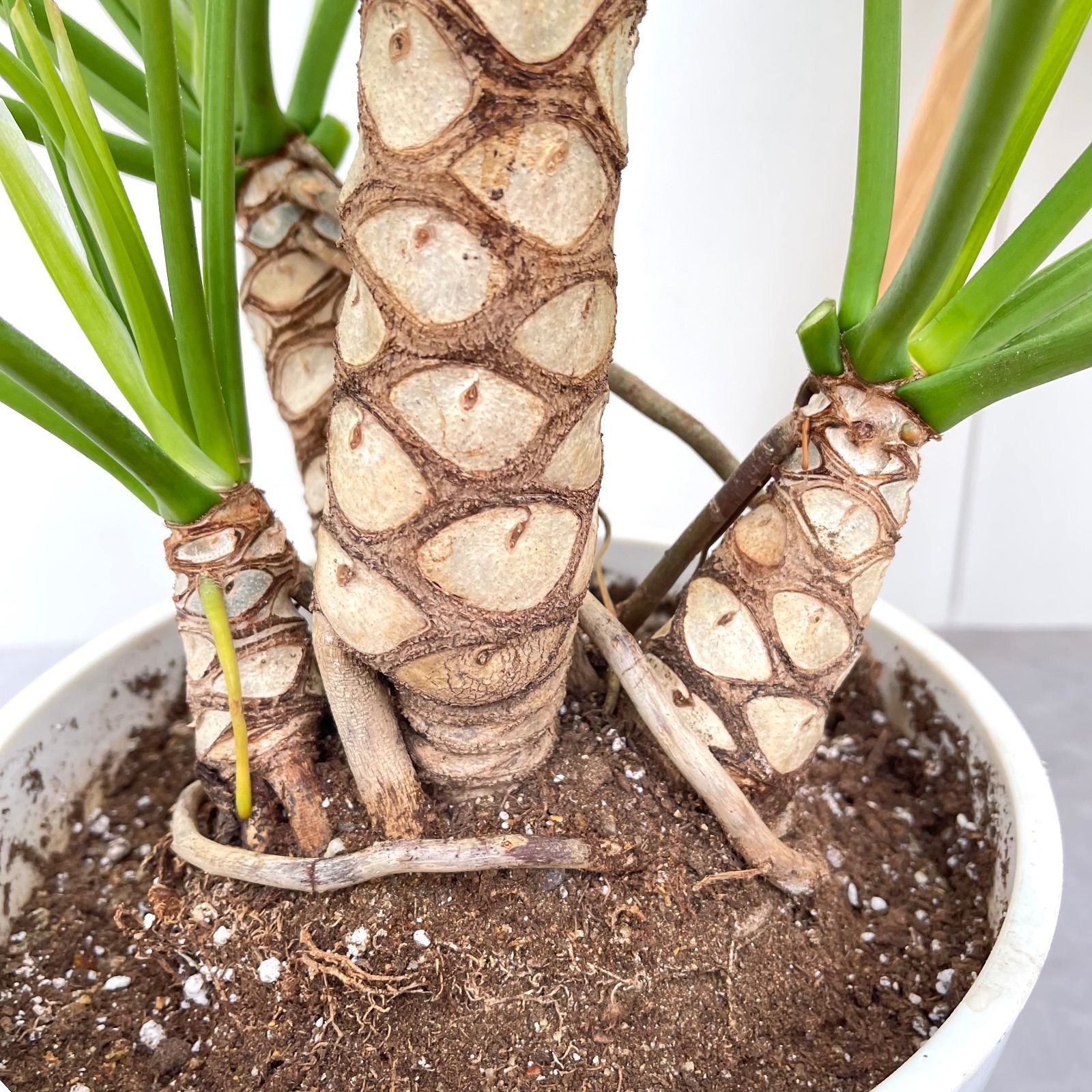 クッカバラ ジャイアント