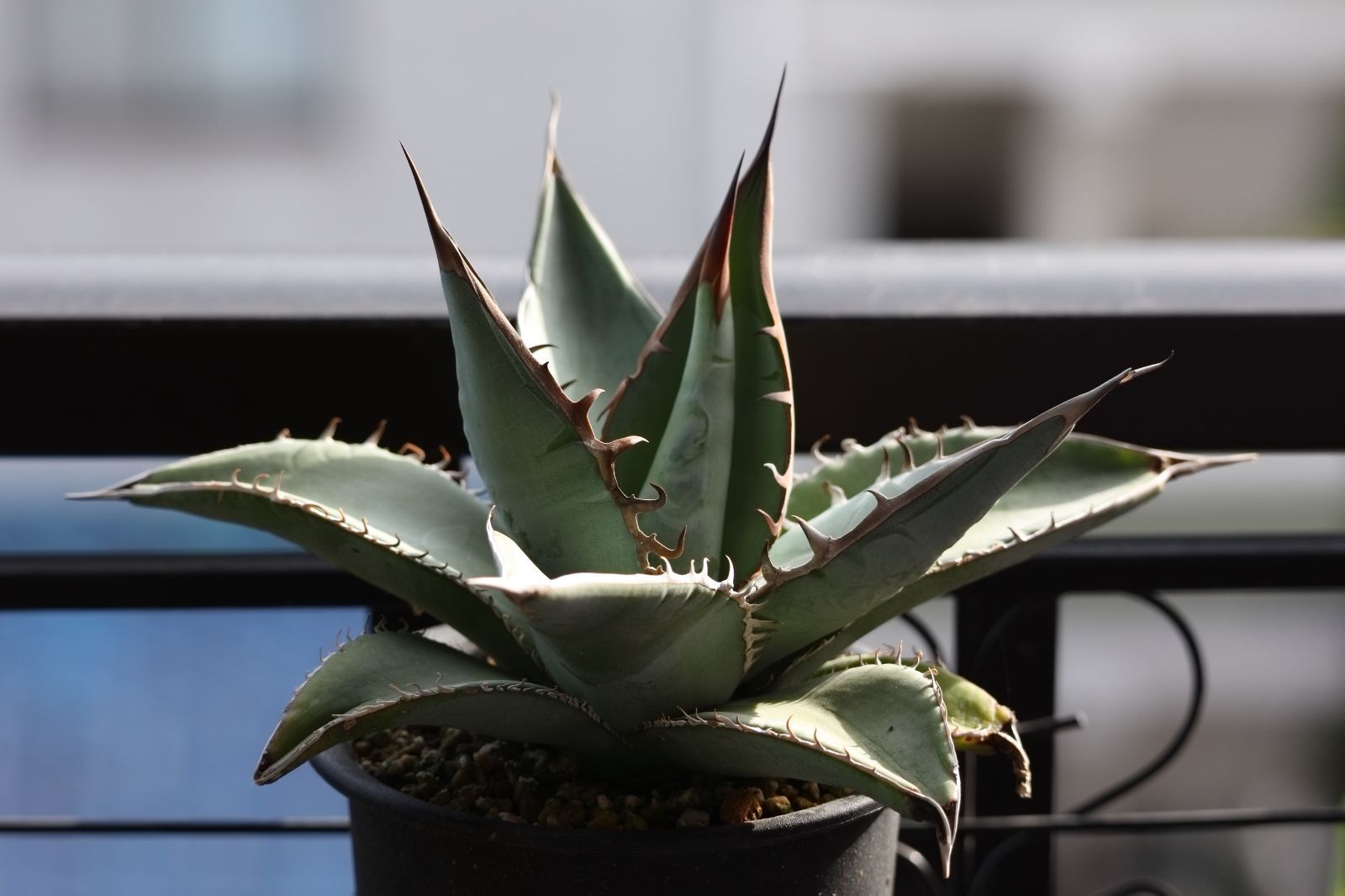 WACKWACK ／ワクワク 切り絵 ベティ・ブープ