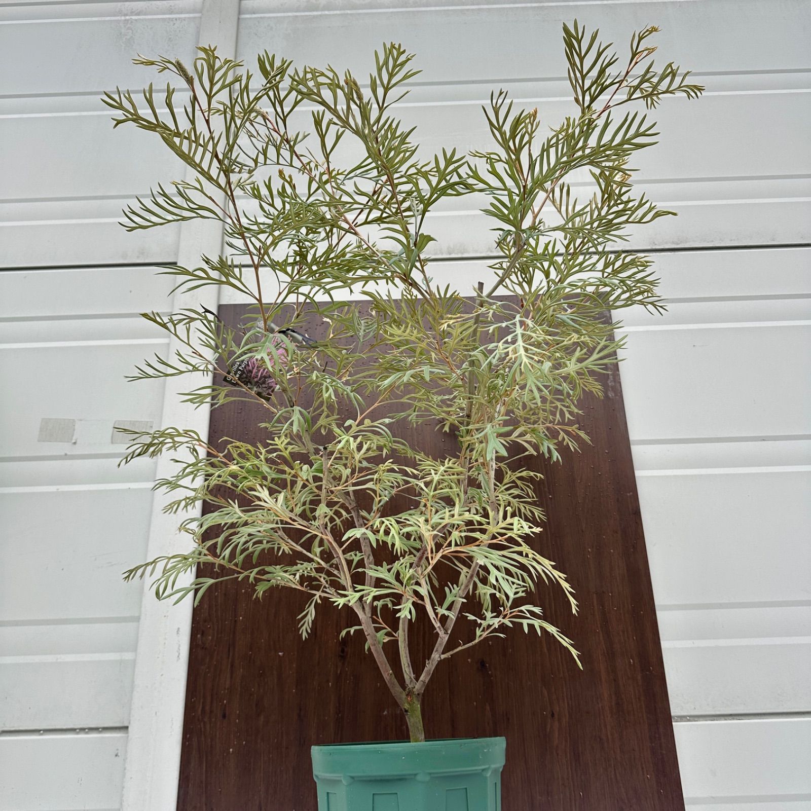 現品 ④ グレビ ドーンパープル 8号 蕾複数付き 開花直前 美株 オージープランツ