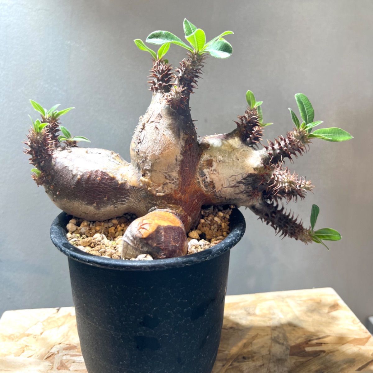 多頭】パキポディウム マカイエンセ 現地球 発根済 Instagramリールに