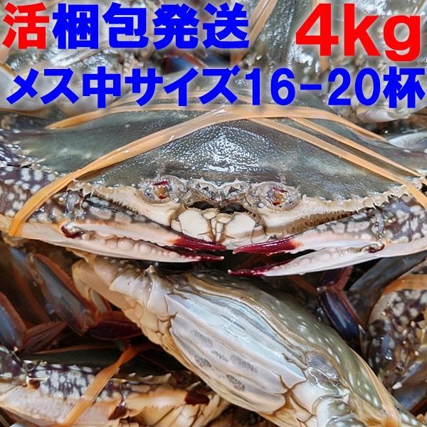 【時期初め内子確率高めです】活梱包発送 ワタリガニ メス中4 ｋｇで16-20杯 渡り蟹 ガザミ ケジャン「ガザミメス中4ｋ」