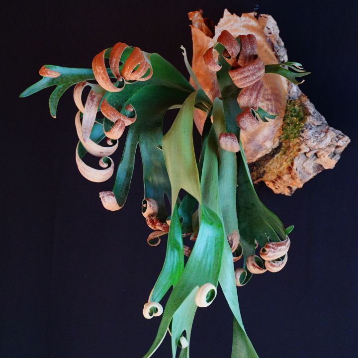 親株サイズ！P.Foong siqi ビカクシダ コウモリラン Foong SiQi