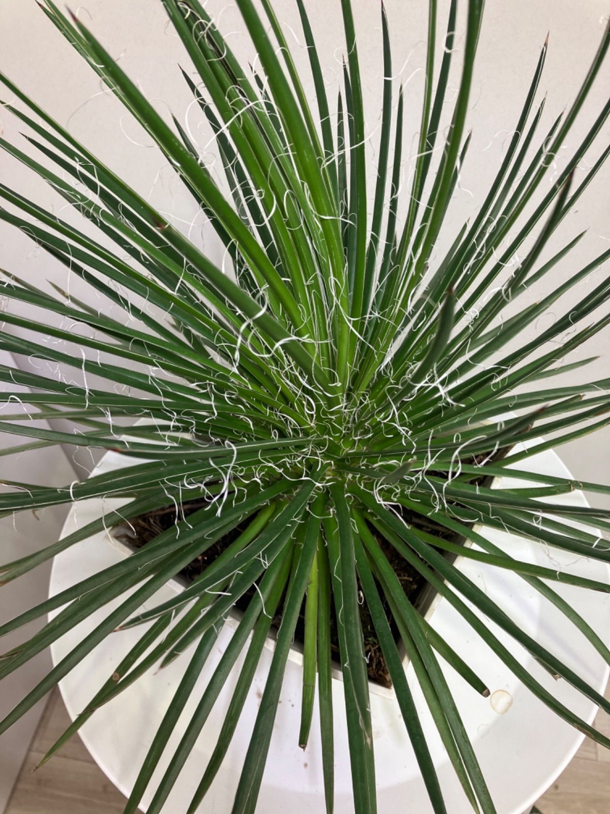 寄せ植え アリッサム リース仕立て ラミウム ハンギングリース