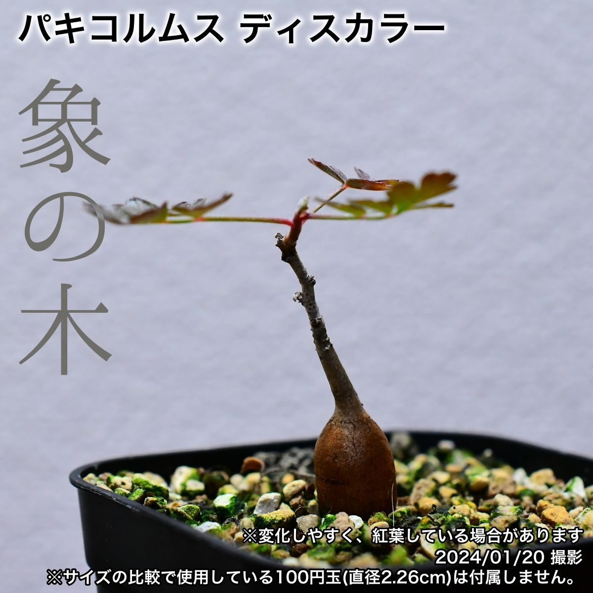 2M1 実生 象の木 パキコルムス ディスカラー コーデックス 塊根植物